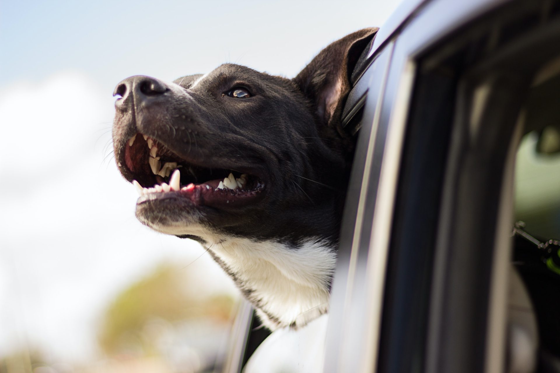 Pet Taxi In Dubai For Pet’s Safe & Comfortable Rides