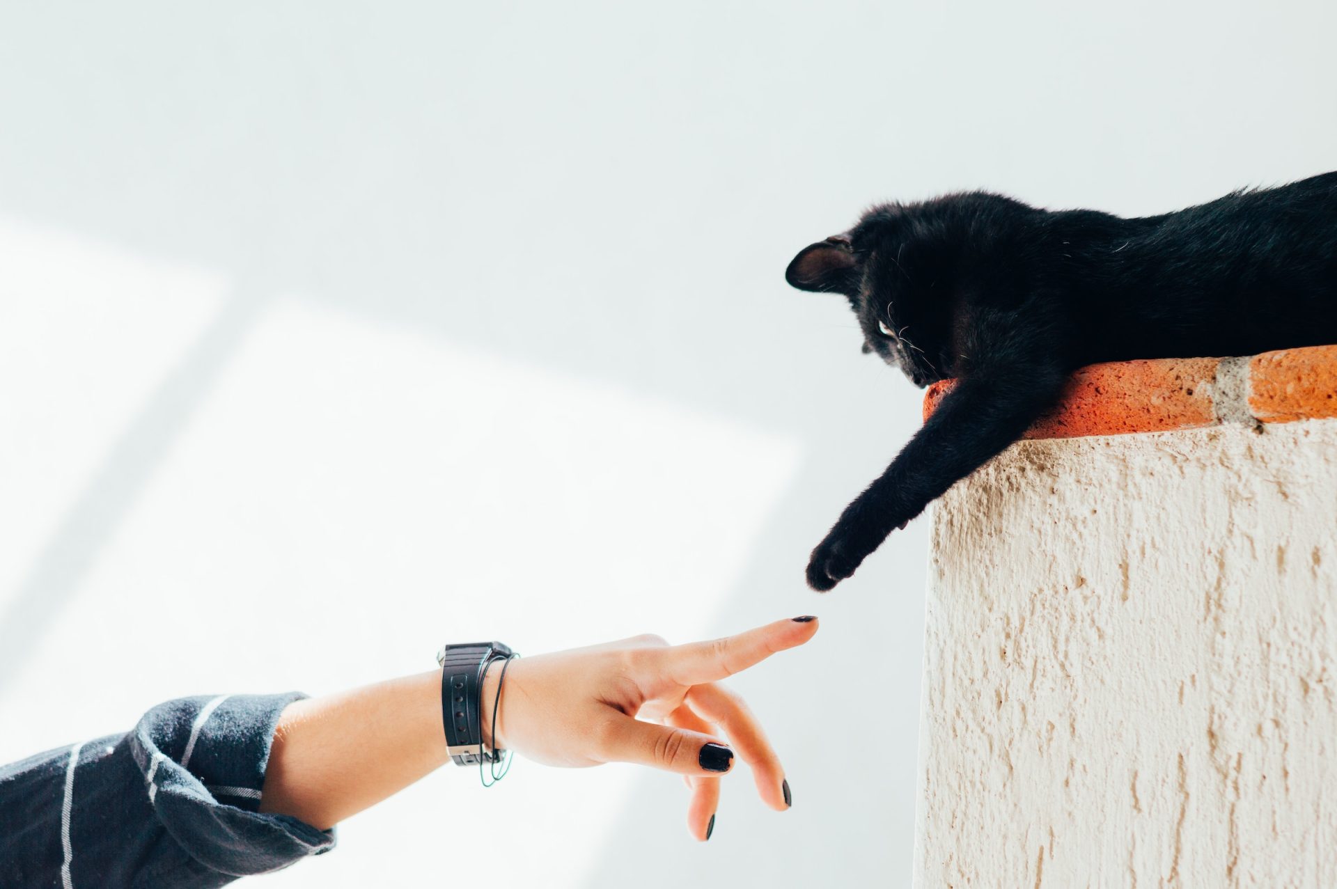 Cat Cafes In Dubai