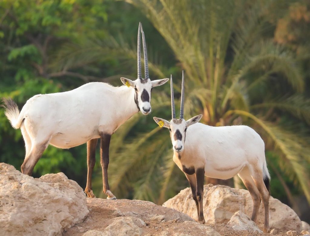 Al Ain Zoo