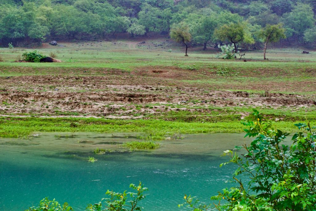 Salalah Landscape