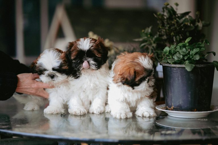 Dog Friendly Restaurants