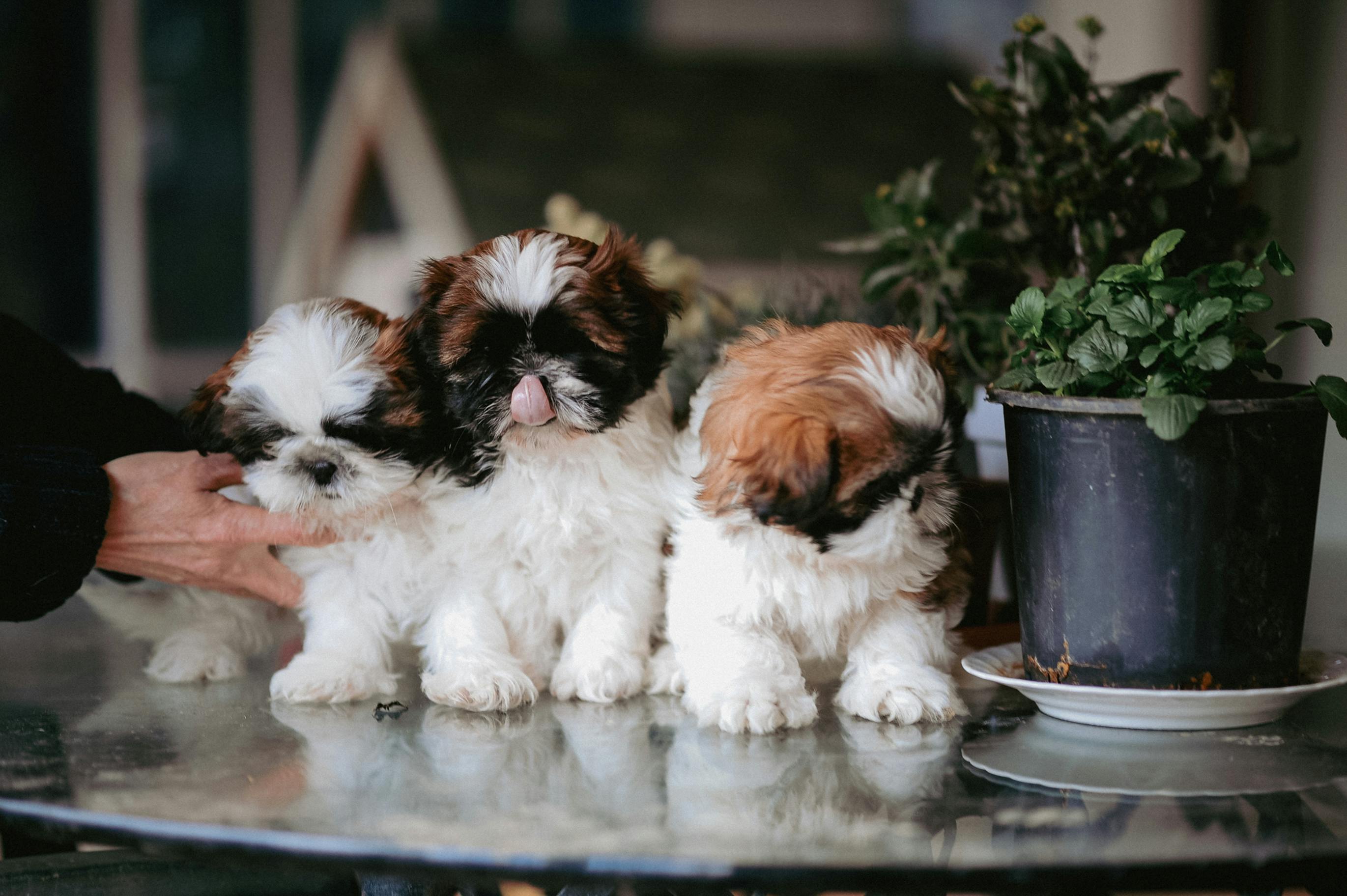 Dog Friendly Restaurants