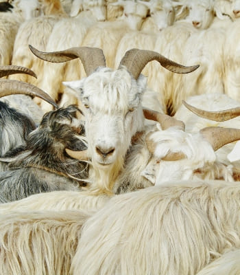 Livestock market