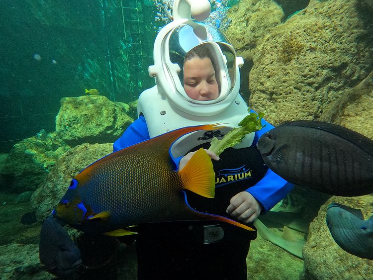 Miami Seaquarium Underwater