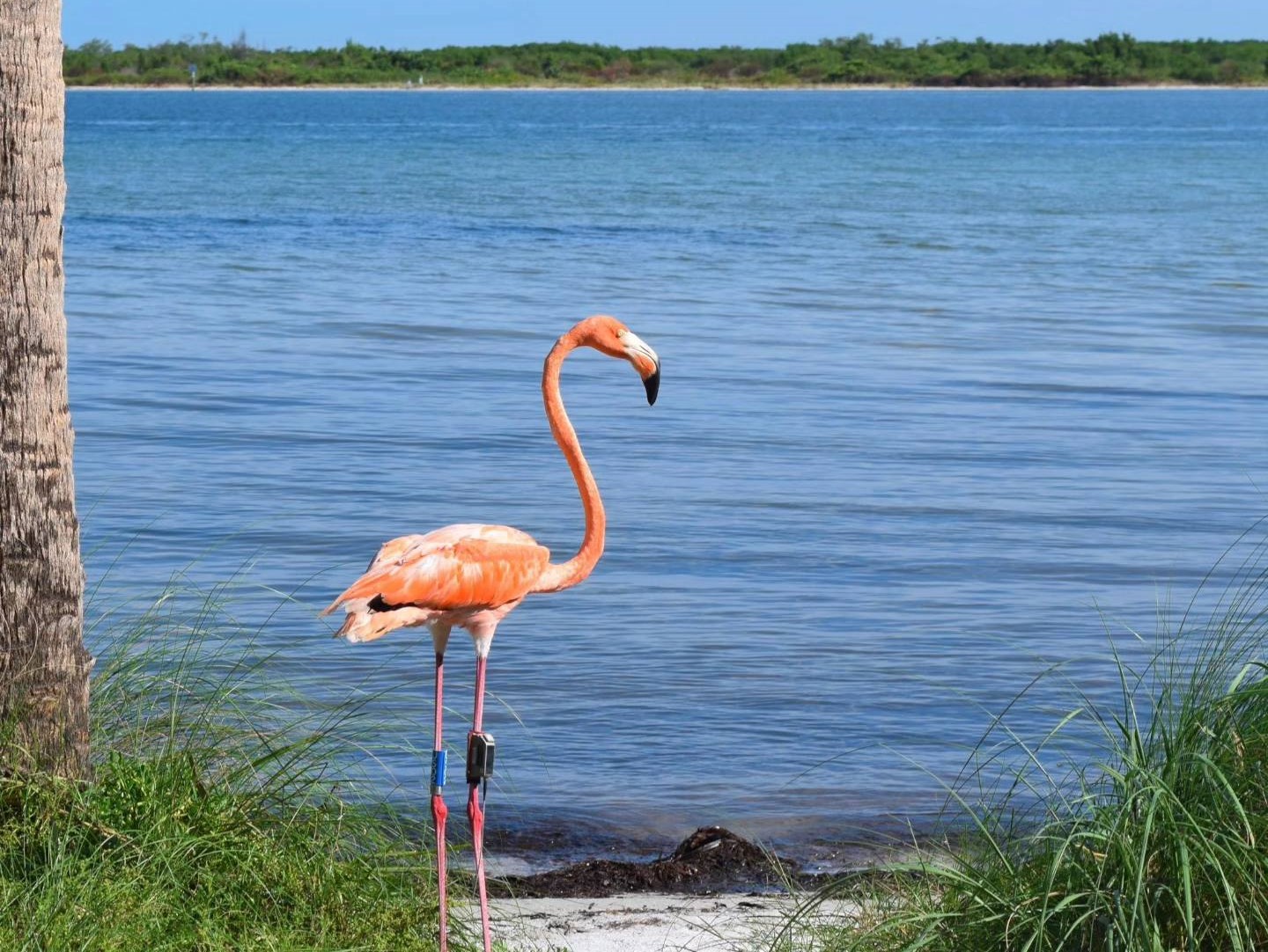ZooMiami Flamingos