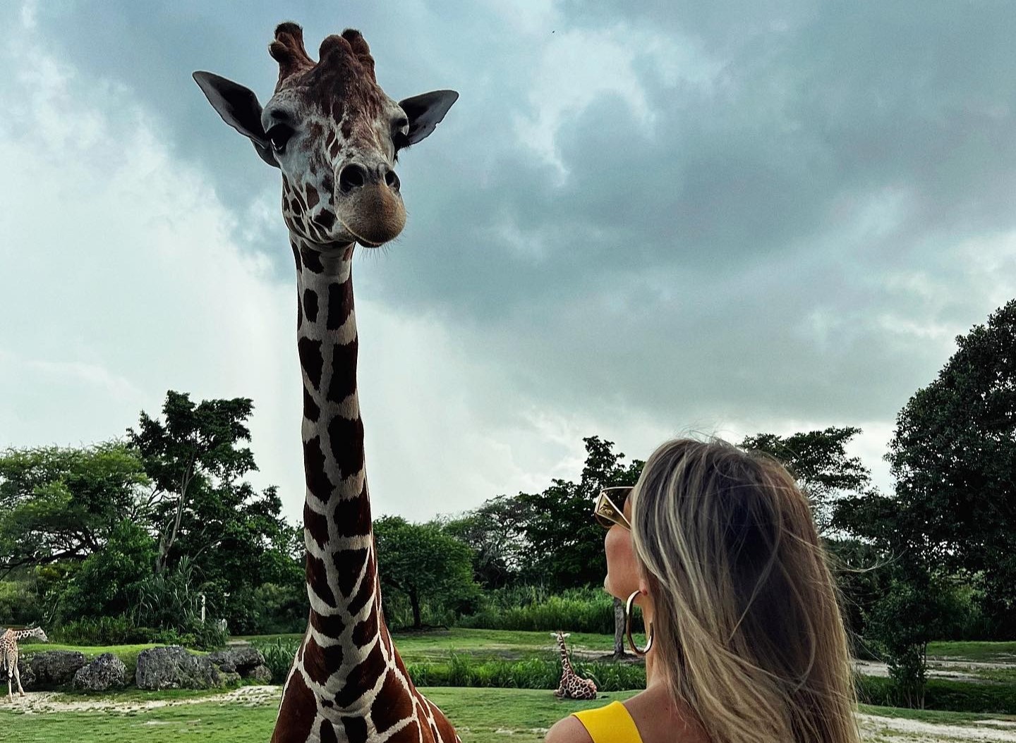 ZooMiami Giraffe
