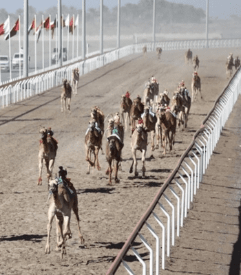 Camel Racing Track