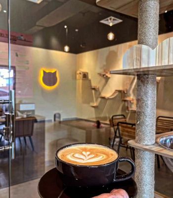 Meet Cat Cafe