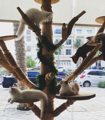 The Cat Cafe