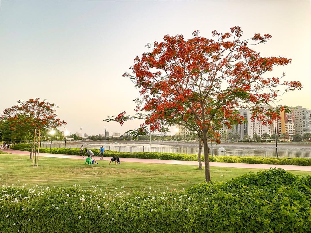 alnahdapondpark img2