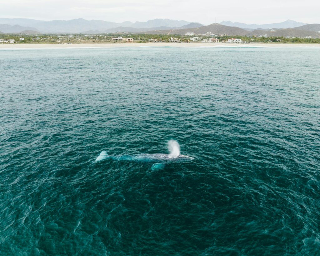 Swimming Respectfully With A Whale Shark In Mexico, Practicing Ethical Wildlife Tourism.