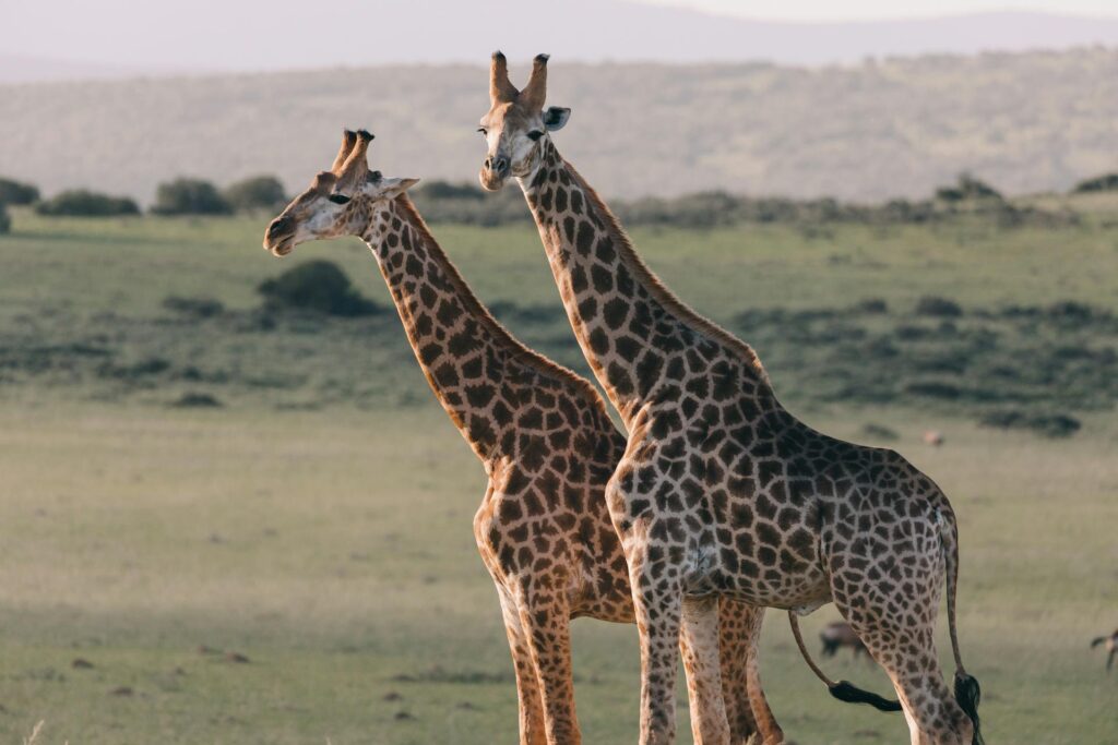 Tourists On An Ethical Safari In Kenya, Observing Wildlife In Their Natural Habitat As A Part Of Ethical Wildlife Tourism.