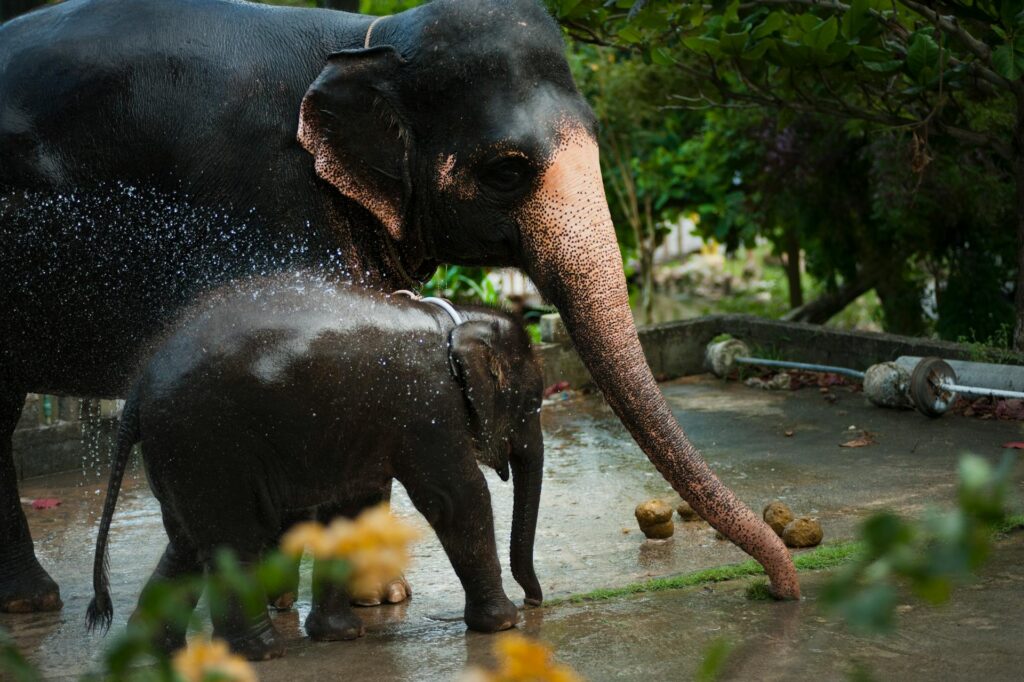 Volunteers Visiting The Rescued Elephants At An Ethical Sanctuary In Thailand, Supporting Ethical Wildlife Tourism.