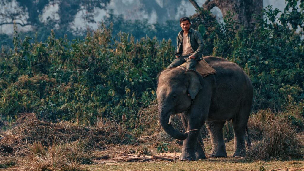 Ethical Wildlife Tourism Is Against Hands-On Animal Encounters