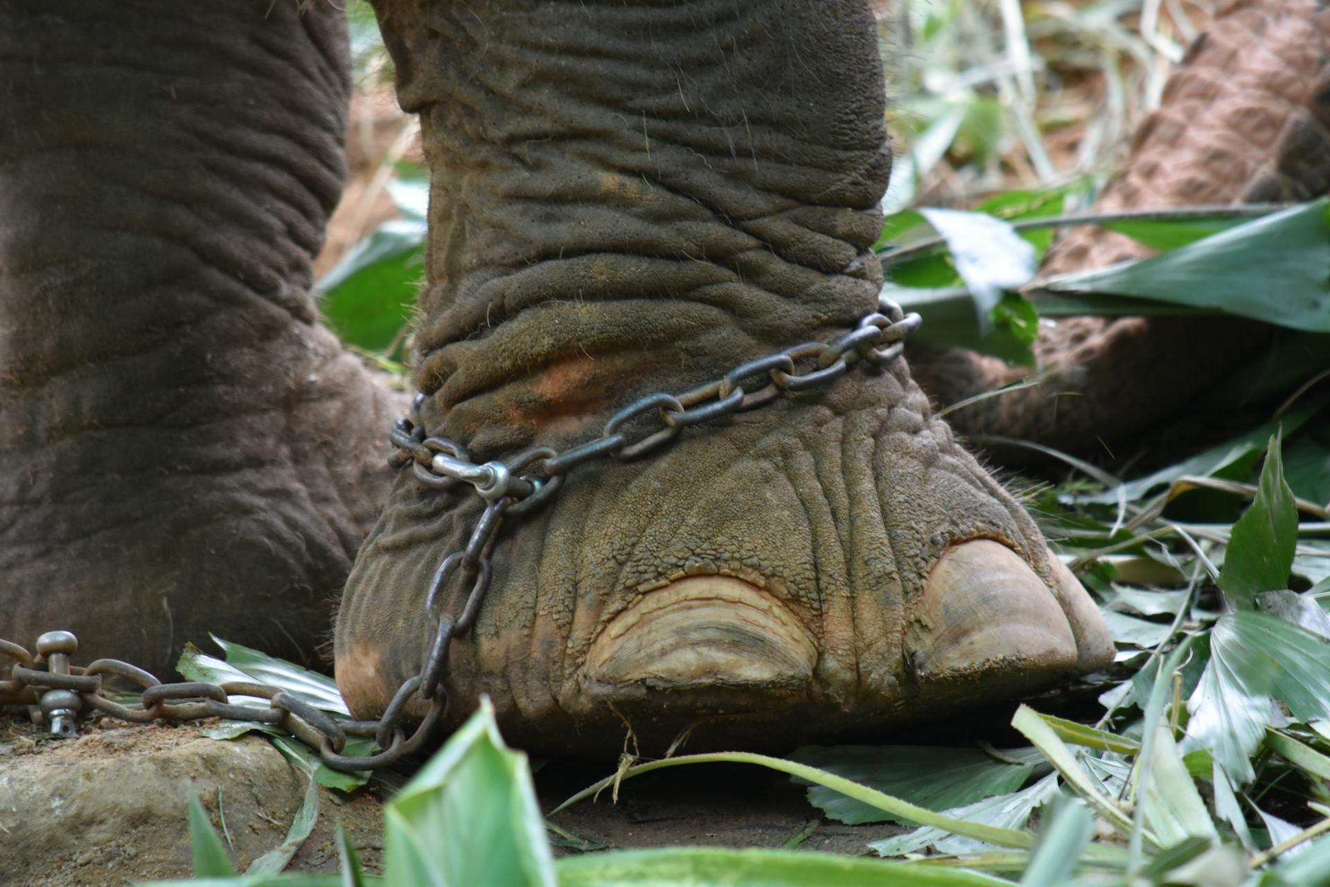 A Chained Elephant Used For Tourist Rides, Highlighting Unethical Wildlife Tourism Practices