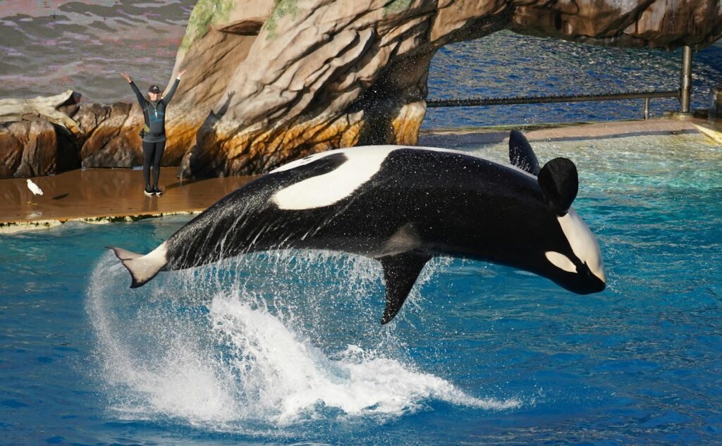 Chaining Animals For Human Entertainment Highlights Unethical Wildlife Tourism Practices