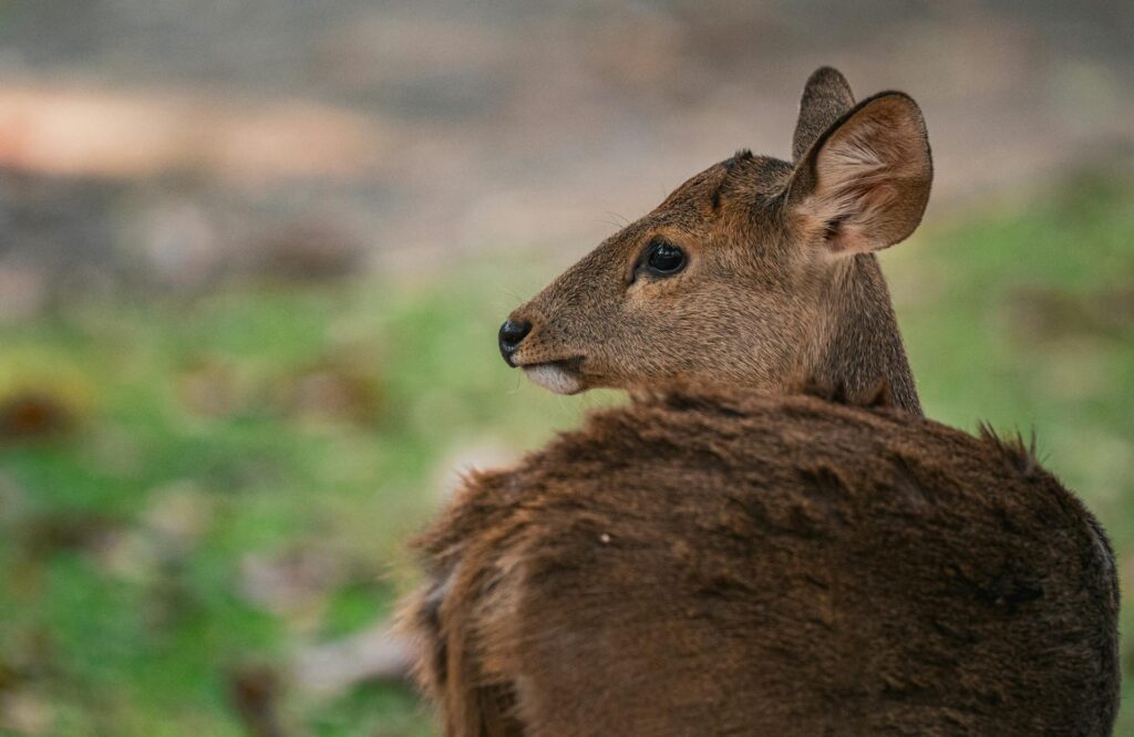 Tourists Taking Photos With Scared Animals Is An Example Of Unethical Wildlife Tourism