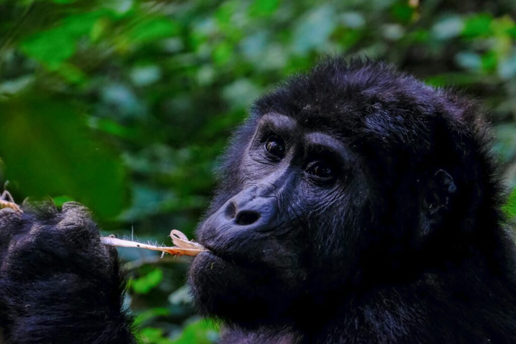 Travelers Observing A Mountain Gorilla In Uganda From A Safe Distance, Following Ethical Wildlife Tourism Guidelines.
