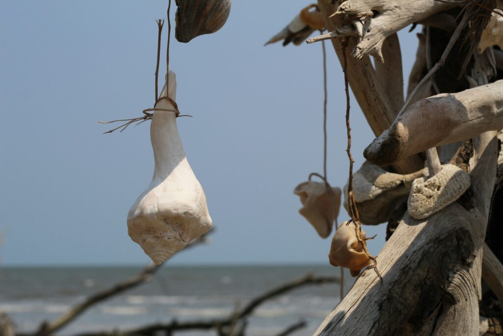 Beautiful Seashells In A Hidden Coastal Town In The US – Edisto Island, South Carolina