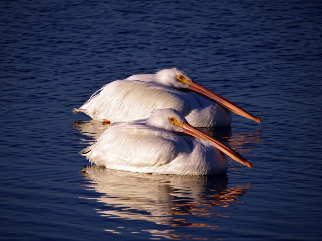 White Pelicans Floating Over Water In Port Aransas, Texas
