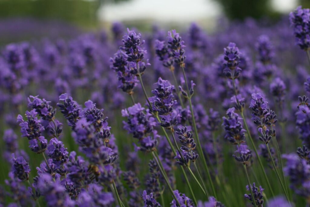 Places To Visit In July That Are Not Hot With Blooming Lavender Fields In Provence, France